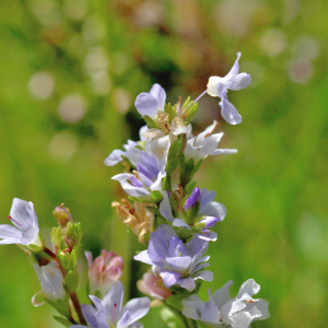 Photographie n°2801013 du taxon Veronica officinalis L. [1753]