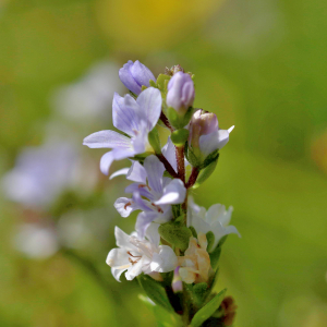 Photographie n°2801014 du taxon Veronica officinalis L. [1753]