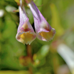 Photographie n°2801026 du taxon Melampyrum pratense L. [1753]