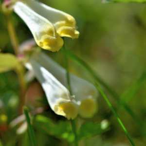 Photographie n°2801027 du taxon Melampyrum pratense L. [1753]