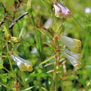 Photographie n°2801028 du taxon Melampyrum pratense L. [1753]