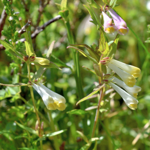 Photographie n°2801029 du taxon Melampyrum pratense L. [1753]