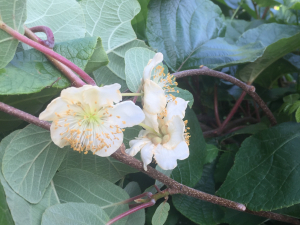 Michel Gaubert, le 30 mai 2021 (Véraza (Chemin de Fos))