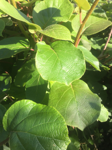 Michel Gaubert, le 30 mai 2021 (Véraza (Chemin de Fos))