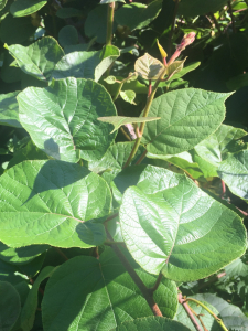 Michel Gaubert, le 30 mai 2021 (Véraza (Chemin de Fos))