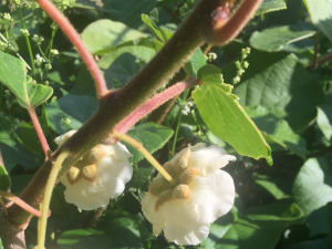 Michel Gaubert, le 30 mai 2021 (Véraza (Chemin de Fos))