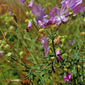 Photographie n°2801274 du taxon Malva moschata L. [1753]