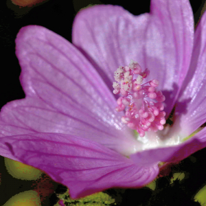 Photographie n°2801275 du taxon Malva moschata L. [1753]