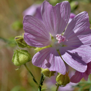 Photographie n°2801282 du taxon Malva moschata L. [1753]