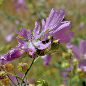 Photographie n°2801283 du taxon Malva moschata L. [1753]