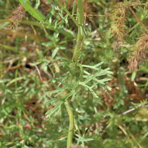 Photographie n°2801301 du taxon Jacobaea adonidifolia (Loisel.) Pelser & Veldkamp [2006]