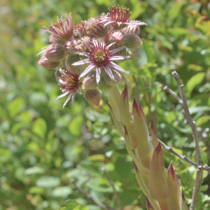 Photographie n°2801304 du taxon Sempervivum tectorum L. [1753]