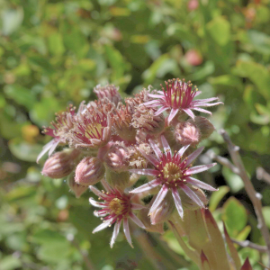 Photographie n°2801309 du taxon Sempervivum tectorum L. [1753]