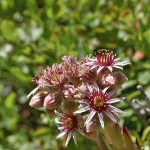 Photographie n°2801310 du taxon Sempervivum tectorum L. [1753]