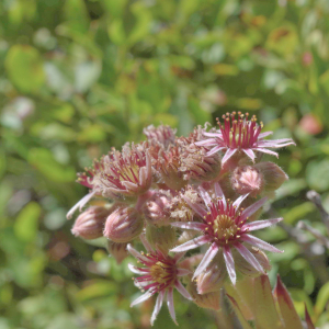 Photographie n°2801311 du taxon Sempervivum tectorum L. [1753]