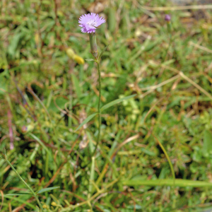  - Dianthus benearnensis Loret [1858]