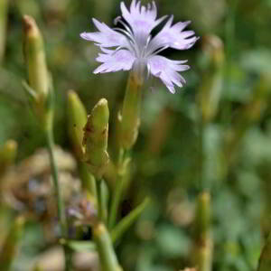 Photographie n°2801348 du taxon Dianthus hyssopifolius L. [1755]