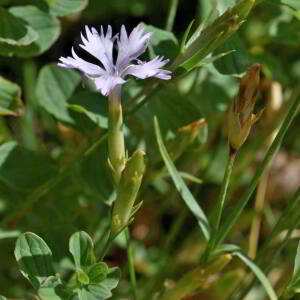 Photographie n°2801349 du taxon Dianthus hyssopifolius L. [1755]