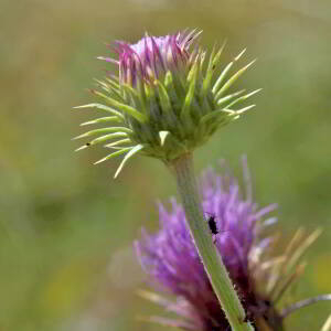 Photographie n°2801406 du taxon Carduus defloratus L. [1759]