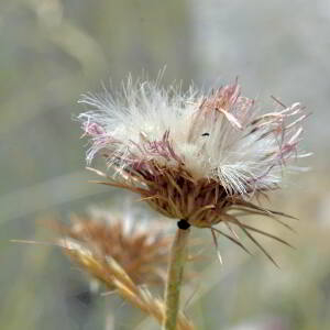 Photographie n°2801412 du taxon Carduus defloratus L. [1759]