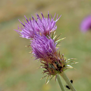 Photographie n°2801414 du taxon Carduus defloratus L. [1759]