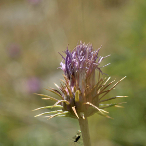 Photographie n°2801415 du taxon Carduus defloratus L. [1759]