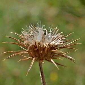 Photographie n°2801417 du taxon Carduus defloratus L. [1759]