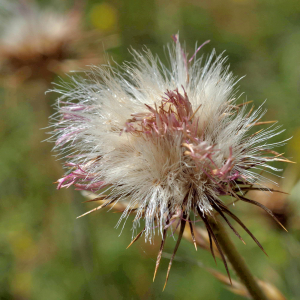 Photographie n°2801426 du taxon Carduus defloratus L. [1759]