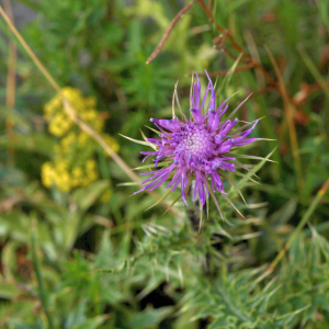 Photographie n°2801428 du taxon Carduus defloratus L. [1759]