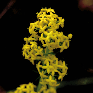 Photographie n°2801444 du taxon Galium verum L. [1753]