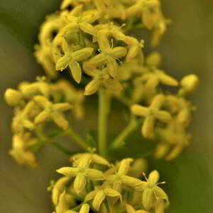 Photographie n°2801445 du taxon Galium verum L. [1753]