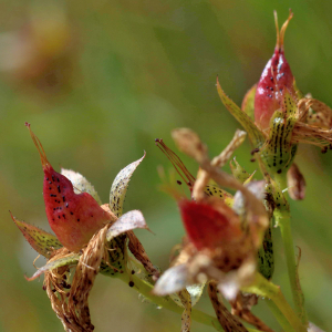 Photographie n°2801463 du taxon Hypericum richeri Vill. [1779]