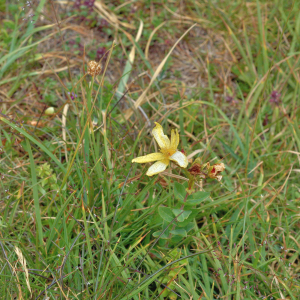 Photographie n°2801470 du taxon Hypericum richeri Vill. [1779]