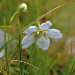 Photographie n°2801476 du taxon Parnassia palustris L. [1753]