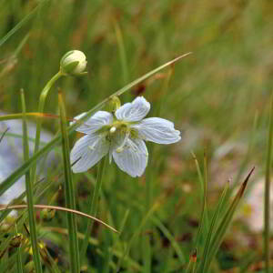 Photographie n°2801477 du taxon Parnassia palustris L. [1753]