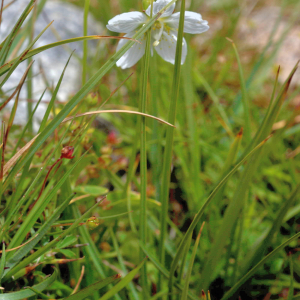 Photographie n°2801480 du taxon Parnassia palustris L. [1753]