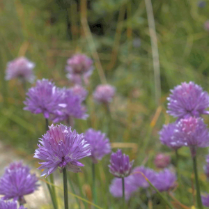 Photographie n°2801482 du taxon Allium schoenoprasum L. [1753]