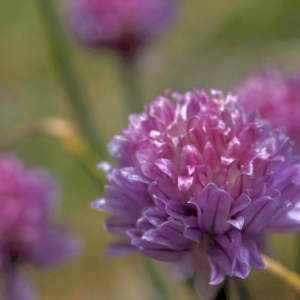 Photographie n°2801483 du taxon Allium schoenoprasum L. [1753]