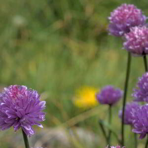 Photographie n°2801486 du taxon Allium schoenoprasum L. [1753]