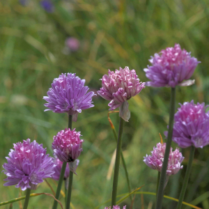 Photographie n°2801487 du taxon Allium schoenoprasum L. [1753]