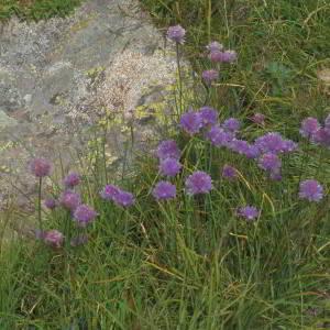 Photographie n°2801488 du taxon Allium schoenoprasum L. [1753]