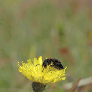 Photographie n°2801492 du taxon Pilosella officinarum Vaill. [1754]