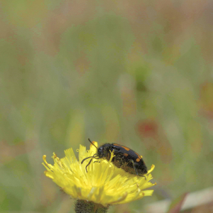 Photographie n°2801493 du taxon Pilosella officinarum Vaill. [1754]