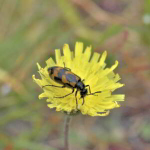 Photographie n°2801496 du taxon Pilosella officinarum Vaill. [1754]