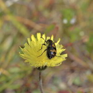 Photographie n°2801500 du taxon Pilosella officinarum Vaill. [1754]