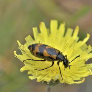 Photographie n°2801501 du taxon Pilosella officinarum Vaill. [1754]