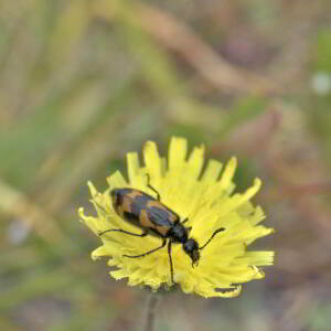 Photographie n°2801503 du taxon Pilosella officinarum Vaill. [1754]