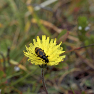 Photographie n°2801506 du taxon Pilosella officinarum Vaill. [1754]