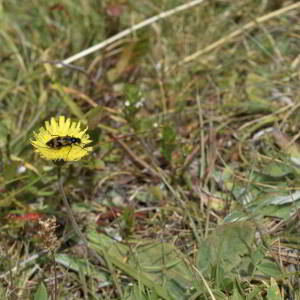 Photographie n°2801507 du taxon Pilosella officinarum Vaill. [1754]