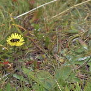 Photographie n°2801508 du taxon Pilosella officinarum Vaill. [1754]